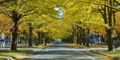 如何申请北海道大学研究生留学？