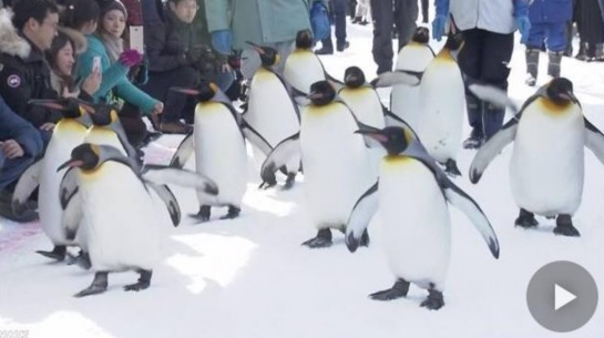 南京jtest培训：日本旭山动物园新年首次开园  可爱企鹅吸引众人瞩目